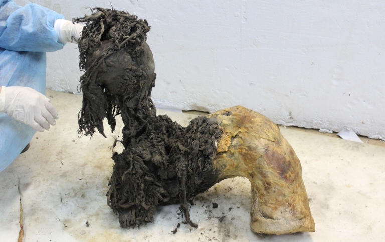 mammutben delvis täckt med lerig päls